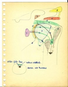 schouder anatomie 1kopieklein